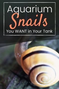 a snail with the words aquarium snails you want in your tank