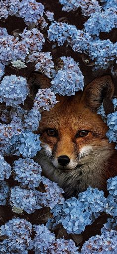 a fox is peeking out from the blue flowers