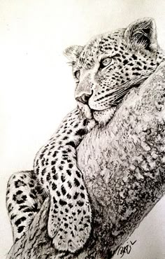 a pencil drawing of a cheetah resting on a tree branch