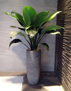 a potted plant sitting on top of a tile floor next to a white wall