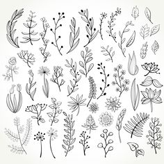 a bunch of different flowers and plants drawn by hand on white paper with black ink