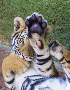 a tiger is sitting on its back with it's paw up to the camera