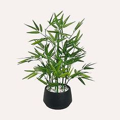 a plant in a black pot on a white background