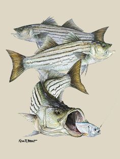 three striped fish are shown in this drawing