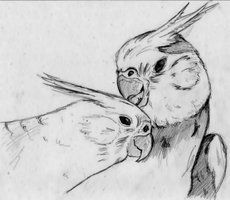 pencil drawing of two parrots touching beaks