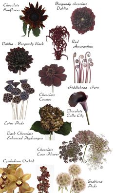 an image of flowers that are labeled in different colors and sizes on a white background