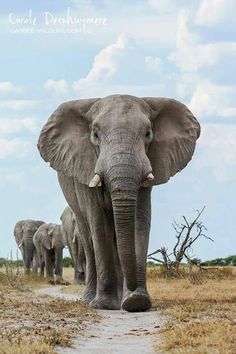 a herd of elephants walking down a dirt road in the wild with blue sky and clouds behind them