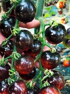 a person holding up some black tomatoes on a plant with green stems and brown spots