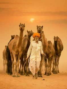 a man leading a group of camels in the desert