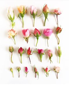 several different types of flowers on a white surface