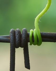 a green caterpillar crawling on the side of a metal fence with another caterpillar in it's mouth