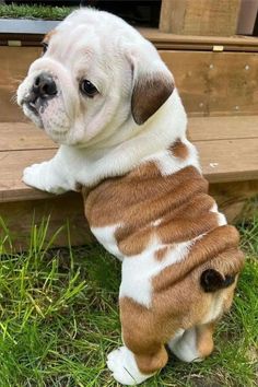 a brown and white puppy sitting on top of a wooden bench