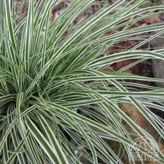 a close up of a plant with green and white stripes