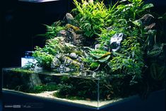 an aquarium filled with lots of plants and rocks