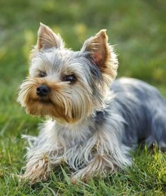 a small gray and black dog laying in the grass