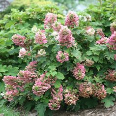 pink and white flowers are blooming in the garden