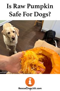 a person holding a pumpkin with two dogs in the background and text that reads is raw pumpkin safe for dogs?