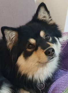 a black and brown dog laying on top of a purple blanket