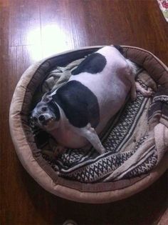 a black and white dog laying in a bed on top of a wooden floor next to a table