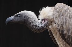 a large bird with its wings spread out and it's head resting on the back of another bird