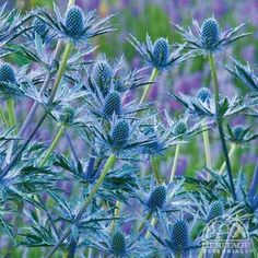 the blue flowers are blooming in the field