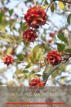 some red flowers on a tree branch with the words nurturing my world in october