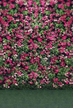 pink flowers are growing on the side of a green wall