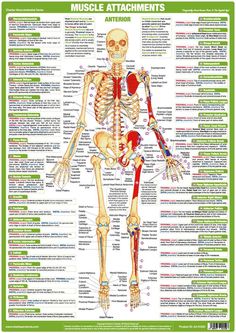 the skeletal skeleton and its major muscles are labeled in this poster, which is also available for