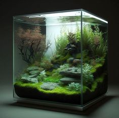 an aquarium with plants and rocks in it