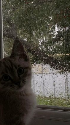 a cat sitting in front of a window with rain drops on the glass and trees outside