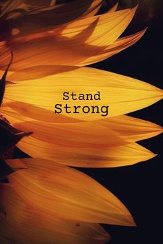 a sunflower with the words stand strong on it