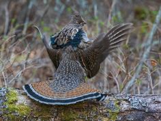 a bird that is sitting on top of a tree branch in the woods with it's wings spread