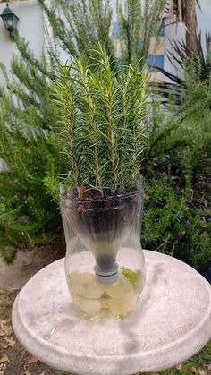 a small potted plant sitting on top of a stone table in front of some bushes