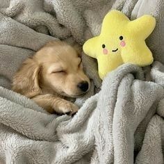 a small dog sleeping on top of a blanket next to a yellow star stuffed animal