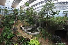 a panda bear is sitting in the middle of a zoo exhibit with trees and rocks