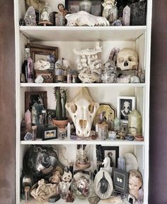 a book shelf filled with skulls and other items