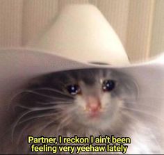 a cat wearing a white hat with blue eyes