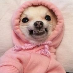 a small dog wearing a pink hoodie with its mouth open and teeth wide open