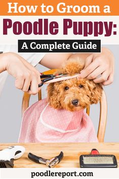 how to groom a poodle puppy at the table with text overlay that reads, how to groom a poodle puppy a complete guide