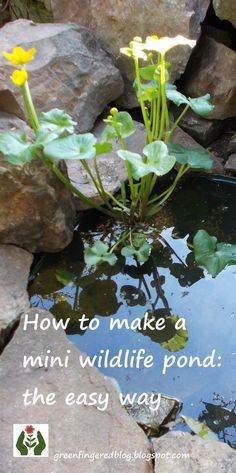 a pond with rocks and water plants growing out of it, that says how to make a mini wild life pond the easy way