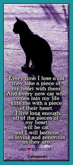 This is beautiful! A Black Cat, Here Kitty Kitty, Losing A Pet, I Love Cats, Pet Loss, Animal Quotes, Kitty Kitty, Cats Meow