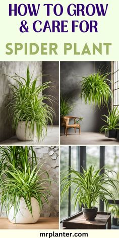 An image showing the different stages of Spider Plant Care from planting to pruning. Air Filtering Plants, Spider Plant Care, Pruning Plants, Spider Plant, Container Gardening Flowers, Plant Box, Growing Plants Indoors, Indoor Plant Care