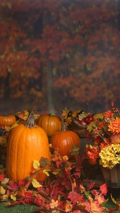 pumpkins and fall foliage in front of a window