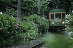 a green and yellow train traveling through lush vegetation