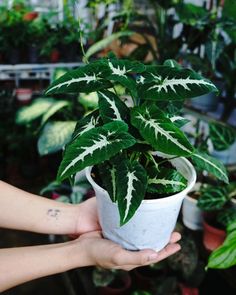 a person holding a potted plant in their hand