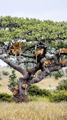 a group of lions sitting on top of a tree in the middle of a field