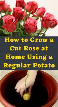 how to grow a cut rose at home using a regular potato