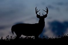 the silhouette of a deer with antlers against a cloudy sky