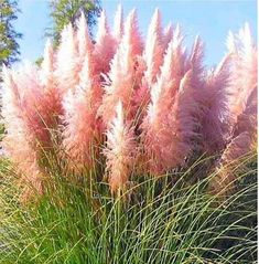 some pink flowers and green grass on a sunny day