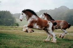 two brown and white horses running in the grass